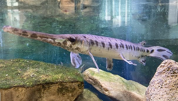 Garry the Gar in his current tank.