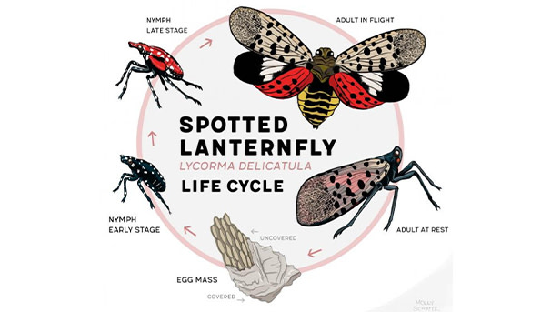 Spotted Lantern Fly - Research Image