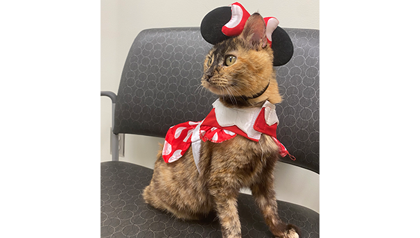 Brown and black can sitting on a chair wearing a Minnie Mouse costume