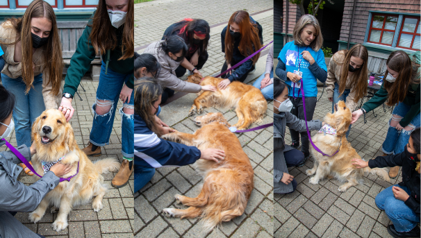 Pause for Paws Image