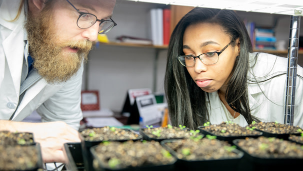 CALS student conducting undergraduate research