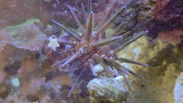 A snail is pictured cleaning algae off of the urchins' spines.