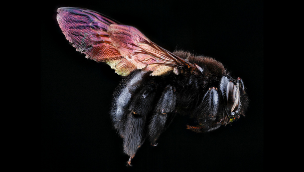 Bee