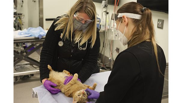 A cat being seen by two veterinarians at the Veterinary Medical Center