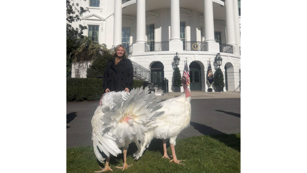 Aly posing in front of the White House with two large white turkeys.