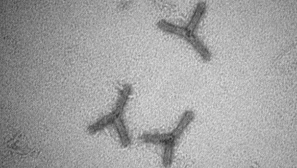 TriArm Monomer (TEM) under microscope