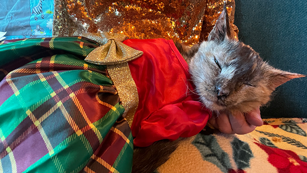 Cat named Minnie wearing a dress while sleeping