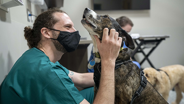 A vet scratching the side of a brindle dog. The dog wears a black harness