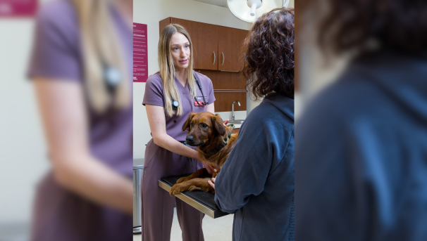 Fourth year student discussing treatment of patient with owner.