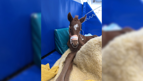 Filly receiving treatment at the Veterinary Teaching Hospital following failure to thrive post birth