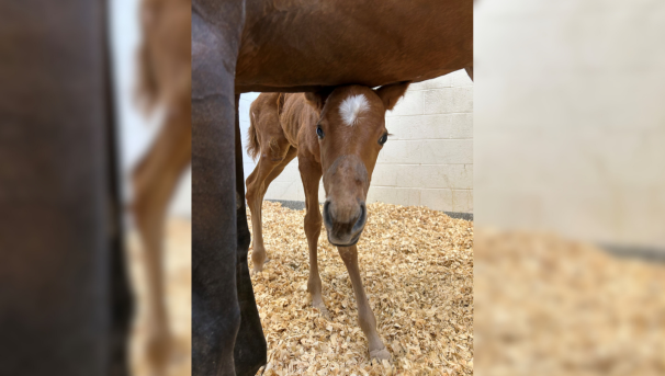 Filly now standing after successful treatment at the VTH!