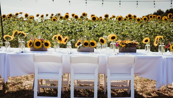 Long white table and chairs in the sunflower field decorated with plant sunflower boxes