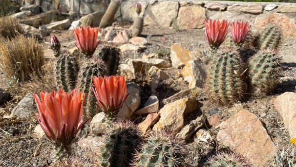 Collection of cacti with red-orange blooms