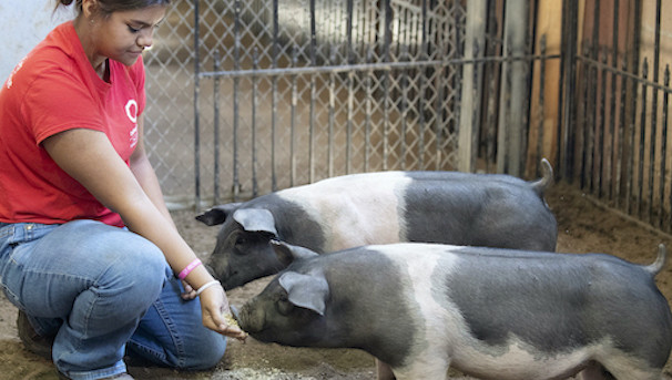 AVS Undergraduate student with 2 of the departments pigglets.