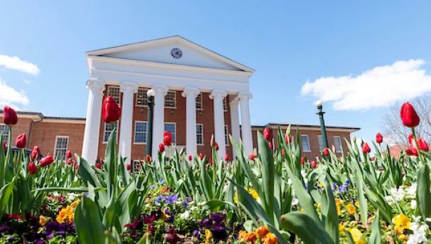 Sponsor Spring Tulips for Alumni Council Scholarships Image