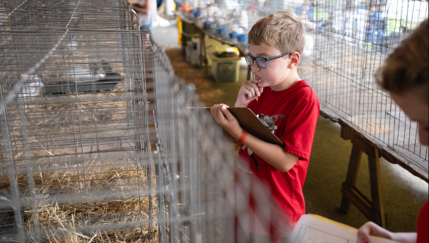 Young child with clip board pondering a rabbit in a cage.