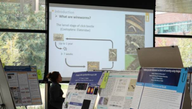 Student presenting on wireworms