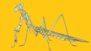 Insect Zoo's Eat-a-Bug experience