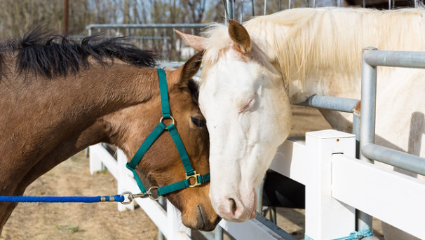 Equestrian Center: Promote Wellness through Our Love of Horses Image