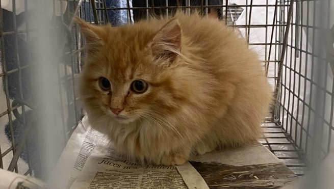 A look at the cats we are able to save