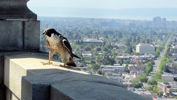 Campanile Peregrine Webcam Image