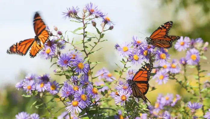 Butterfly Garden