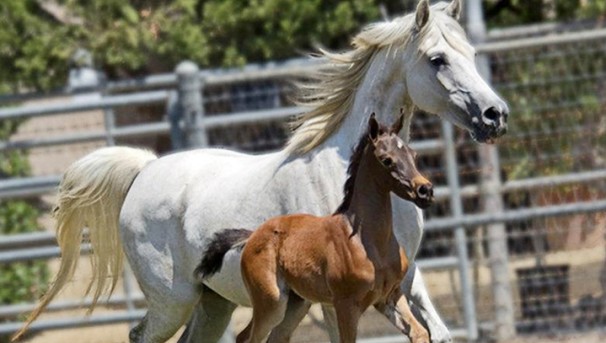 Help CP Rhapsody and her friends at the W.K. Kellogg Arabian Horse Center!