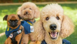 Paws Up for People-Animal Connection!