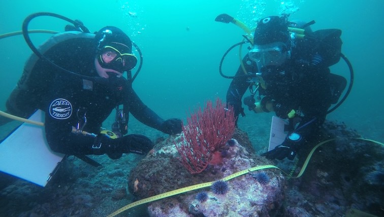 Marine ecological surveys