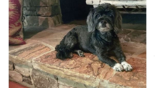 Dog laying down in front of a stone fireplace