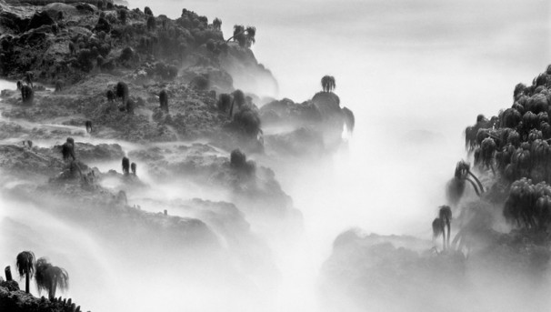 Sea Palms by Wynn Bullock