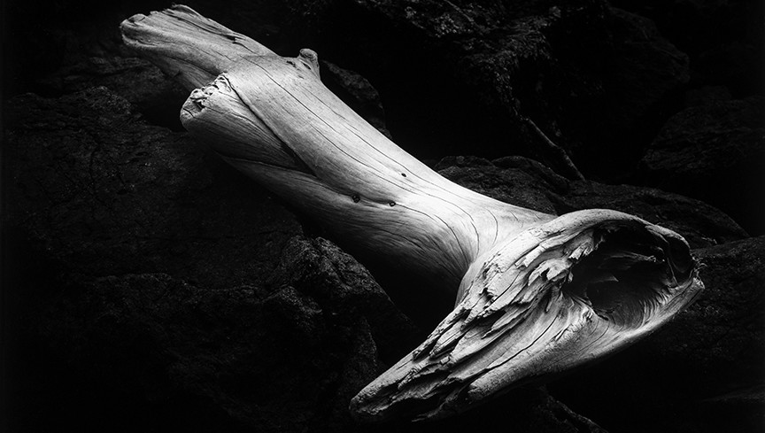 Driftwood by Edna Bullock