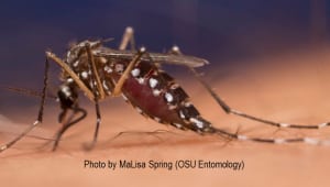 Controlling Mosquito Vectors of Zika and Other Diseases
