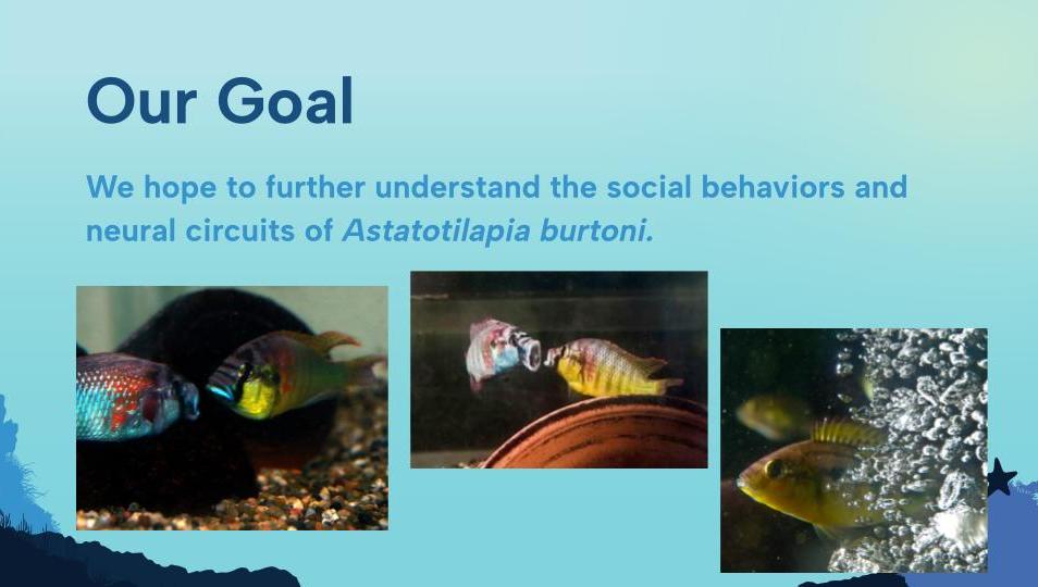 Our Goal