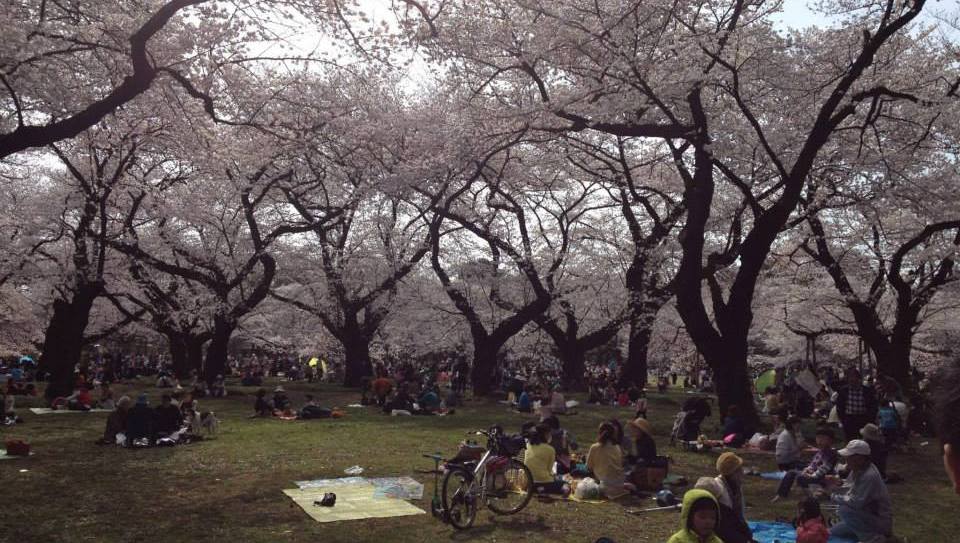 Picnics Under the Cherry Blossoms in Japan
