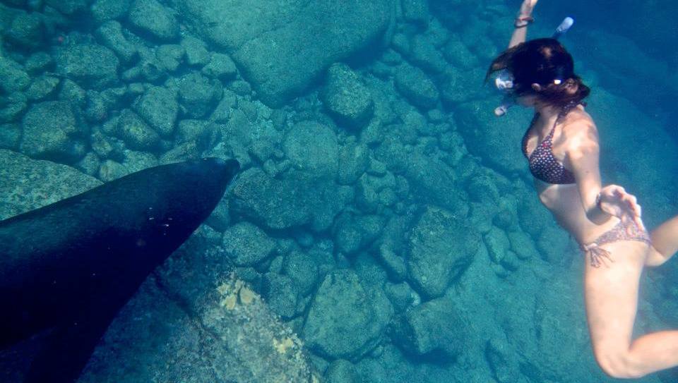 WWU Student Swims with Wild Sea Lion