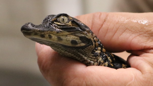 A closeup photo of a hand and a young tan, brown, and black patterned alligator