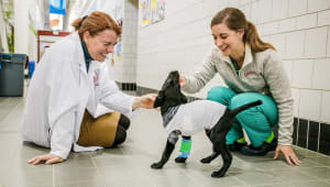 Cornell Annual Fund for the Veterinary College