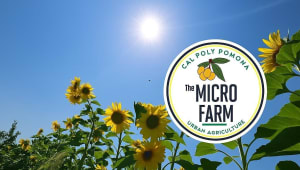 Student-Run Cal Poly Pomona Micro Farm