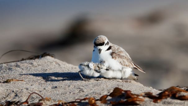 Coal Oil Point Reserve: Snowy Plover Program Image