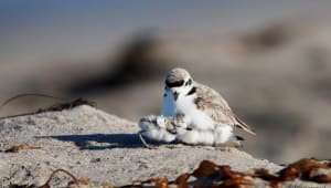 Coal Oil Point Reserve: Snowy Plover Program