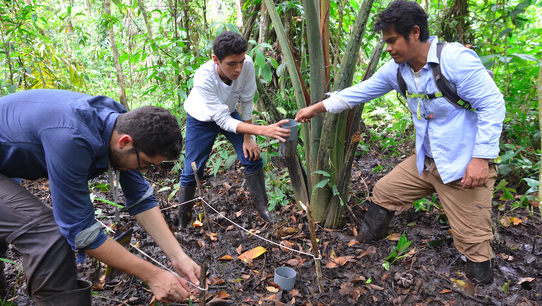 Quistococha peatland