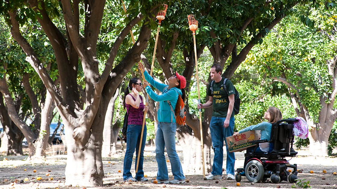 A group of CSUN Students and alumni picking oranges at the CSUN orange grove.
