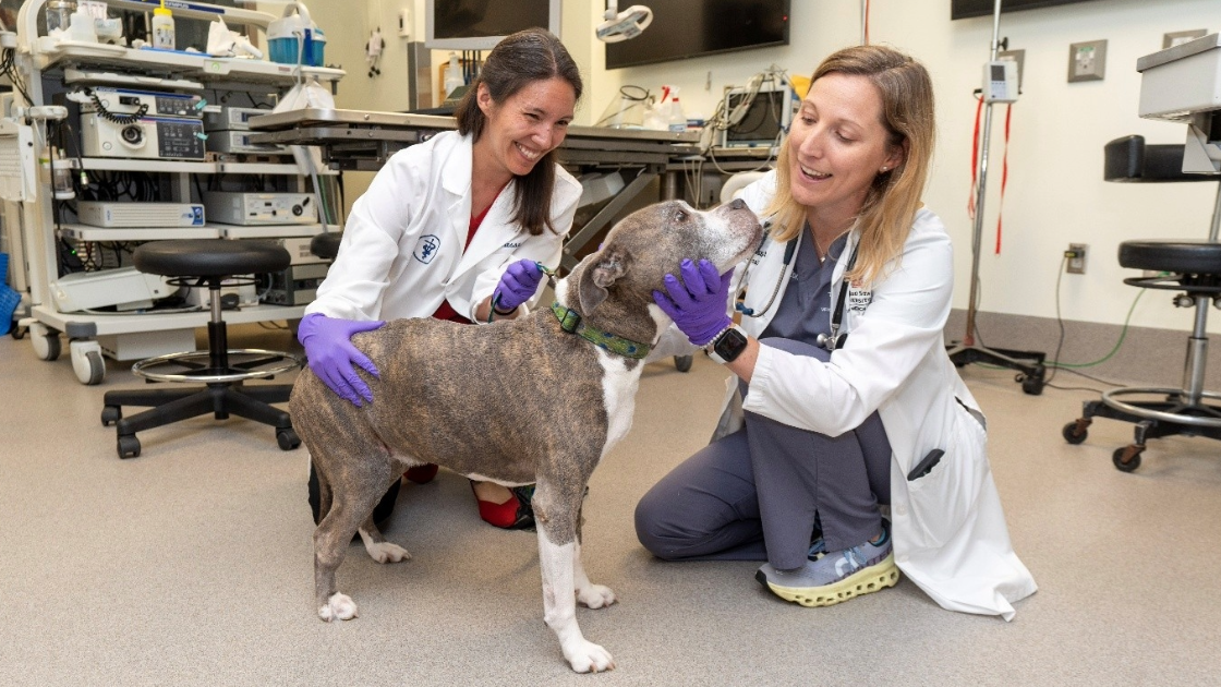 2 veterinarians with dog