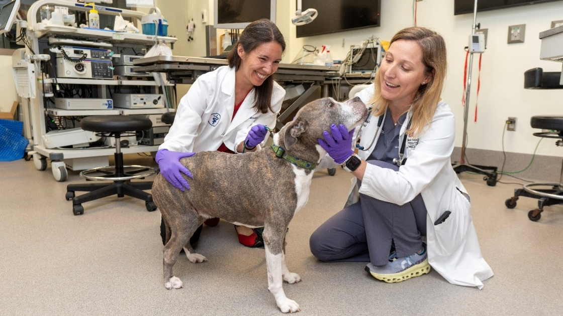 2 veterinarians petting dog