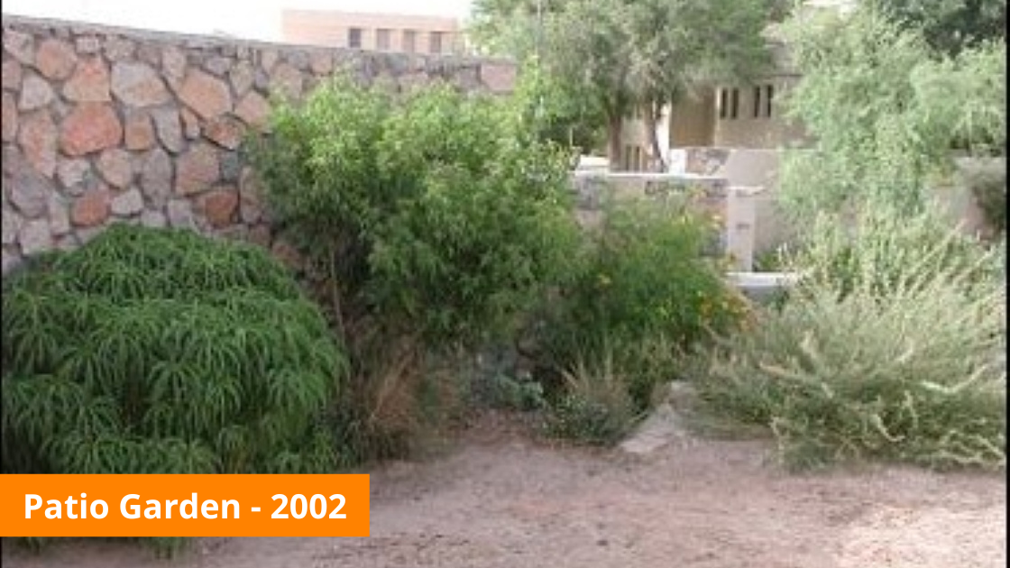 The patio garden in 2002 with sparse foliage