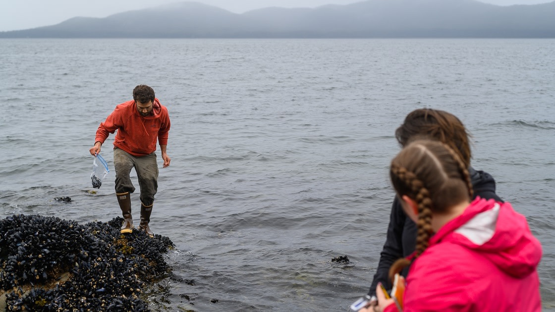 An ACRC researcher wades into the tide to gather mussels, while students watch.