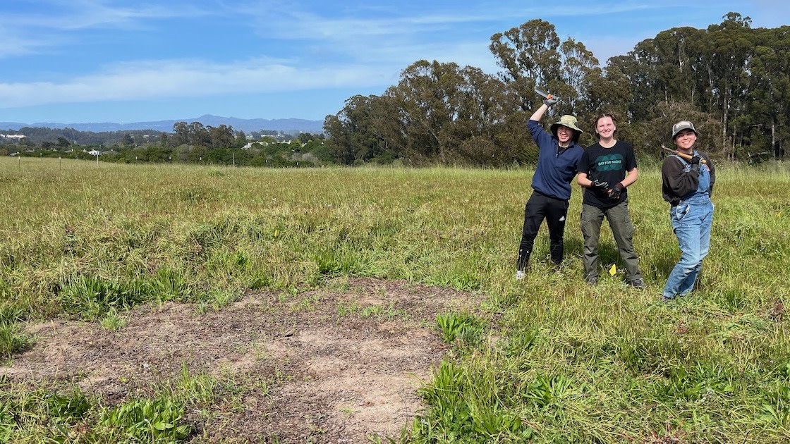 Plant Conservation Interns Julian, Clay, and Jordan weeding experimental plots in the field