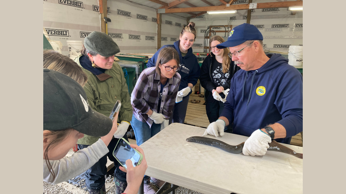 wetlab with a lamprey
