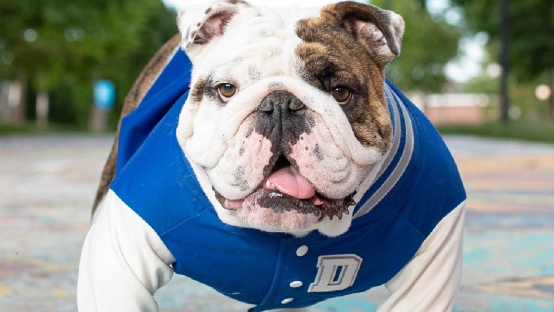 Drake University All In 2021 Live Mascot Program